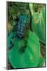 emerald cicada on leaves, mexico-claudio contreras-Mounted Photographic Print