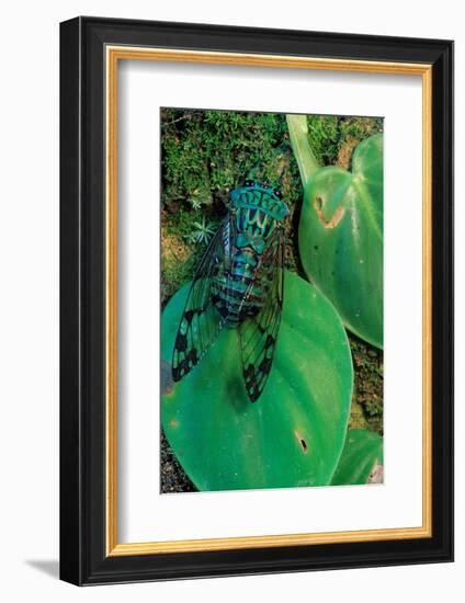 emerald cicada on leaves, mexico-claudio contreras-Framed Photographic Print