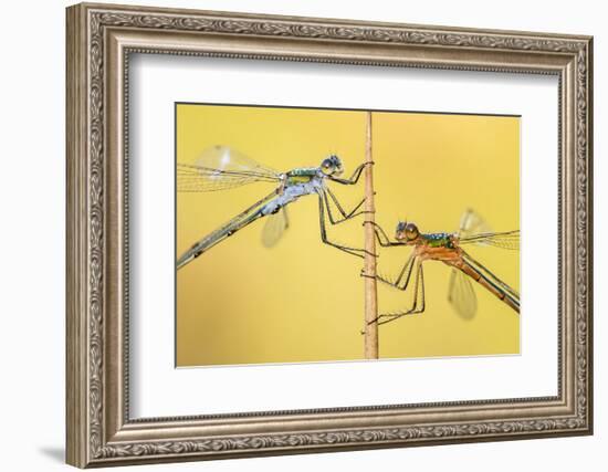 Emerald damselflies resting on a reed, Cornwall, England, UK-Ross Hoddinott-Framed Photographic Print