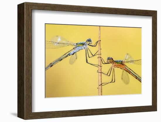 Emerald damselflies resting on a reed, Cornwall, England, UK-Ross Hoddinott-Framed Photographic Print