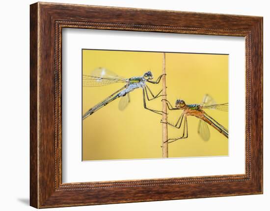 Emerald damselflies resting on a reed, Cornwall, England, UK-Ross Hoddinott-Framed Photographic Print