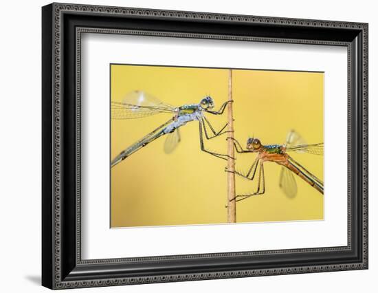 Emerald damselflies resting on a reed, Cornwall, England, UK-Ross Hoddinott-Framed Photographic Print