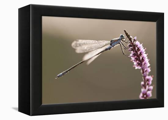 Emerald Damselfly (Lestes Sponsa) in Early Morning Light, Arne Rspb Reserve, Dorset, England, UK-Ross Hoddinott-Framed Premier Image Canvas