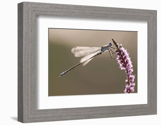 Emerald Damselfly (Lestes Sponsa) in Early Morning Light, Arne Rspb Reserve, Dorset, England, UK-Ross Hoddinott-Framed Photographic Print