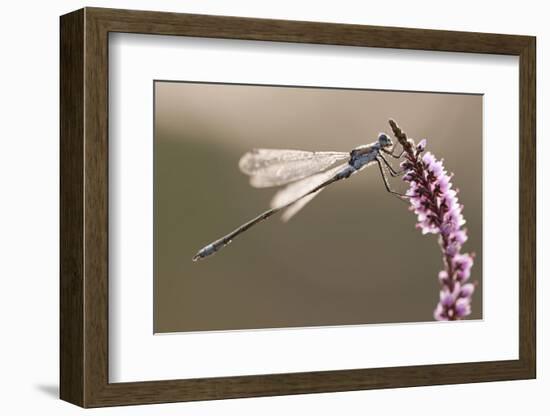 Emerald Damselfly (Lestes Sponsa) in Early Morning Light, Arne Rspb Reserve, Dorset, England, UK-Ross Hoddinott-Framed Photographic Print