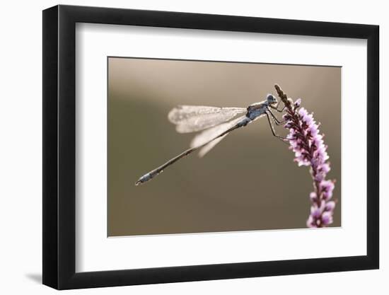 Emerald Damselfly (Lestes Sponsa) in Early Morning Light, Arne Rspb Reserve, Dorset, England, UK-Ross Hoddinott-Framed Photographic Print