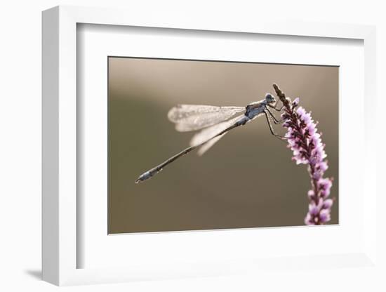 Emerald Damselfly (Lestes Sponsa) in Early Morning Light, Arne Rspb Reserve, Dorset, England, UK-Ross Hoddinott-Framed Photographic Print