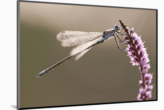 Emerald Damselfly (Lestes Sponsa) in Early Morning Light, Arne Rspb Reserve, Dorset, England, UK-Ross Hoddinott-Mounted Photographic Print