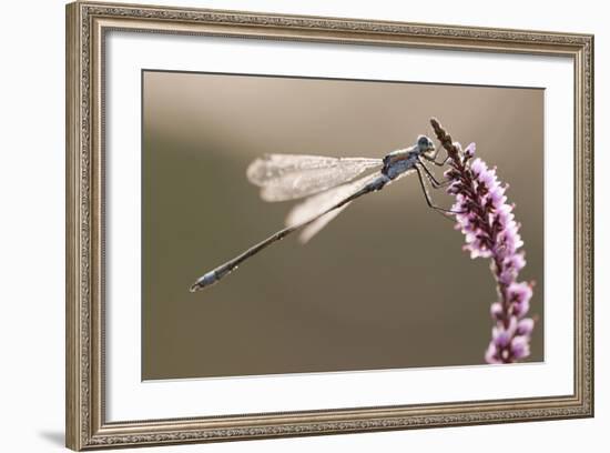 Emerald Damselfly (Lestes Sponsa) in Early Morning Light, Arne Rspb Reserve, Dorset, England, UK-Ross Hoddinott-Framed Photographic Print