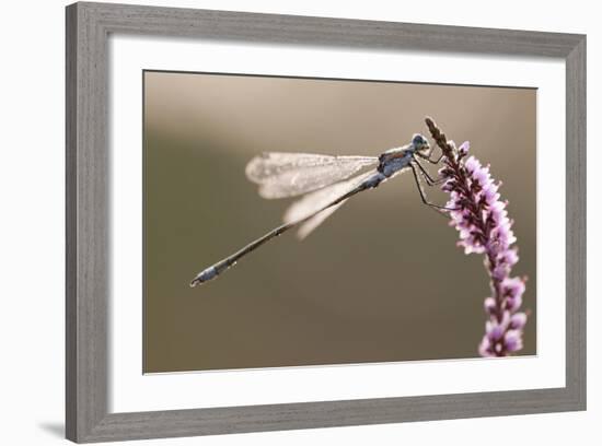 Emerald Damselfly (Lestes Sponsa) in Early Morning Light, Arne Rspb Reserve, Dorset, England, UK-Ross Hoddinott-Framed Photographic Print