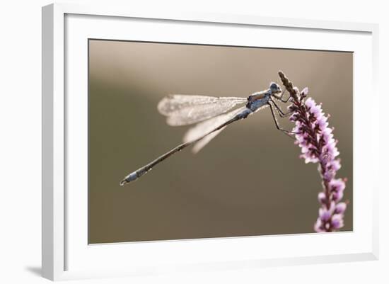 Emerald Damselfly (Lestes Sponsa) in Early Morning Light, Arne Rspb Reserve, Dorset, England, UK-Ross Hoddinott-Framed Photographic Print