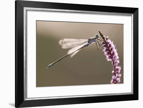 Emerald Damselfly (Lestes Sponsa) in Early Morning Light, Arne Rspb Reserve, Dorset, England, UK-Ross Hoddinott-Framed Photographic Print