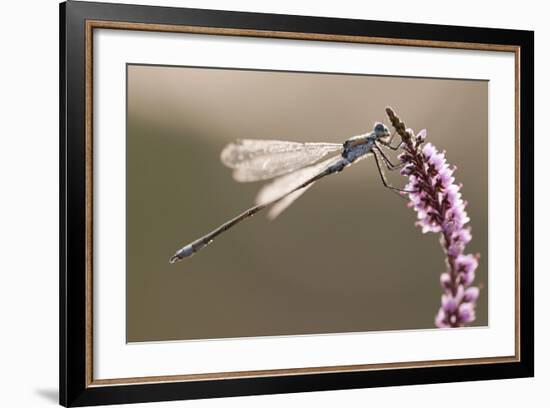 Emerald Damselfly (Lestes Sponsa) in Early Morning Light, Arne Rspb Reserve, Dorset, England, UK-Ross Hoddinott-Framed Photographic Print