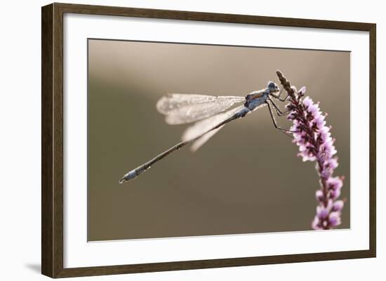 Emerald Damselfly (Lestes Sponsa) in Early Morning Light, Arne Rspb Reserve, Dorset, England, UK-Ross Hoddinott-Framed Photographic Print