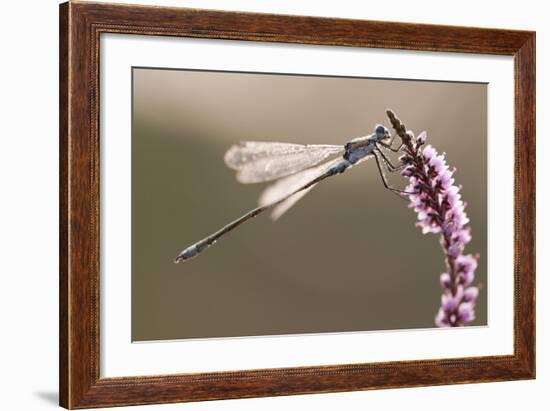 Emerald Damselfly (Lestes Sponsa) in Early Morning Light, Arne Rspb Reserve, Dorset, England, UK-Ross Hoddinott-Framed Photographic Print