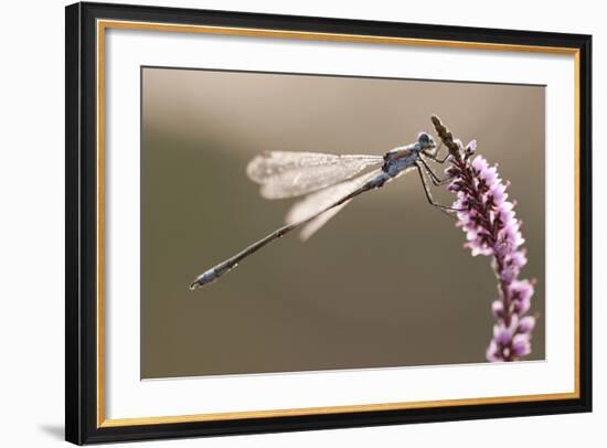 Emerald Damselfly (Lestes Sponsa) in Early Morning Light, Arne Rspb Reserve, Dorset, England, UK-Ross Hoddinott-Framed Photographic Print