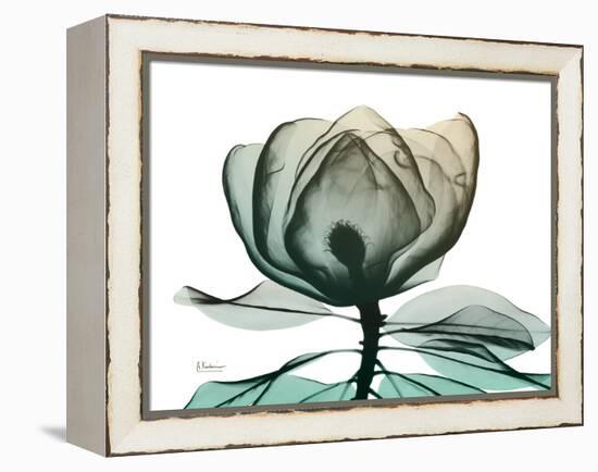Emerald Magnolia 1-Albert Koetsier-Framed Stretched Canvas