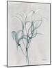 Emerald Oleander Bush-Albert Koetsier-Mounted Photo