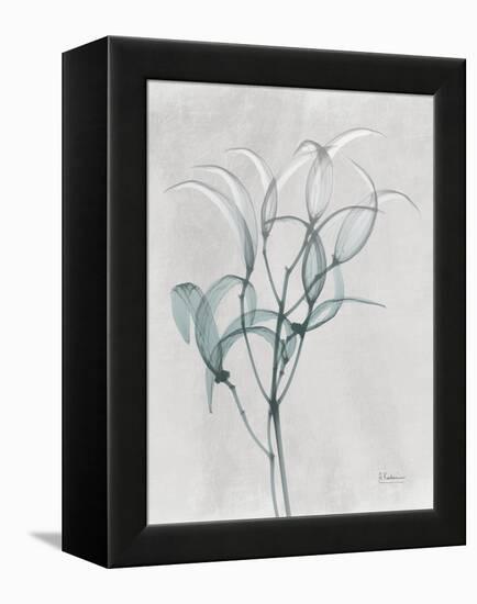 Emerald Oleander Bush-Albert Koetsier-Framed Stretched Canvas