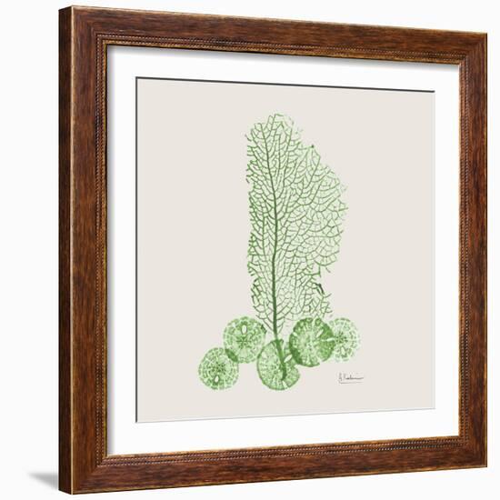 Emerald Sea Fan and Sand Dollar-Albert Koetsier-Framed Photographic Print