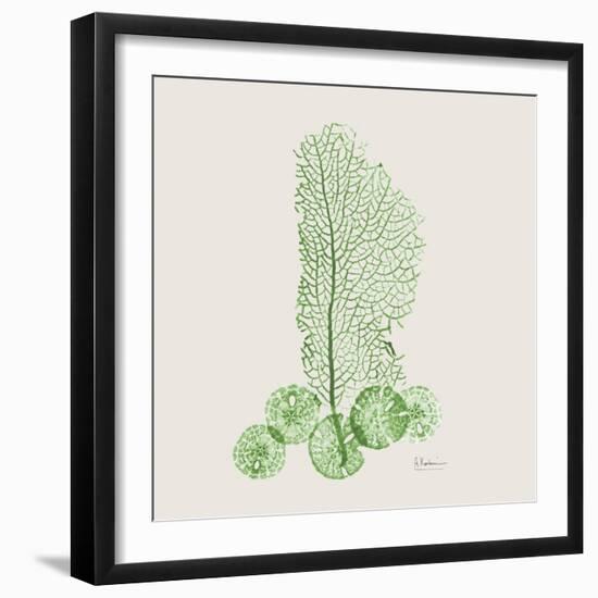 Emerald Sea Fan and Sand Dollar-Albert Koetsier-Framed Photographic Print