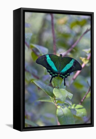 Emerald Swallowtail Butterfly, Native to the Philippines Bohol Island, Philippines-Keren Su-Framed Premier Image Canvas