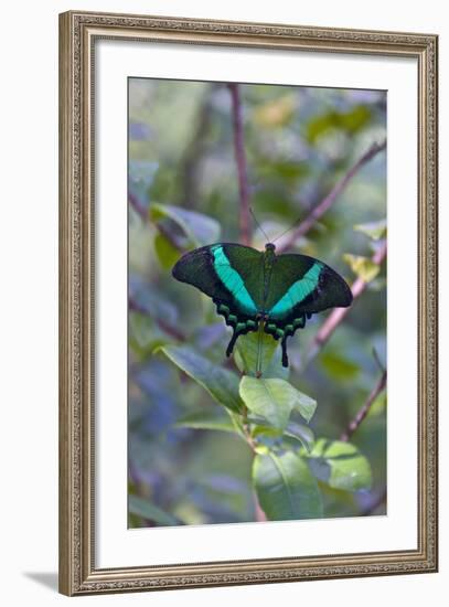 Emerald Swallowtail Butterfly, Native to the Philippines Bohol Island, Philippines-Keren Su-Framed Photographic Print