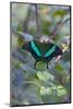Emerald Swallowtail Butterfly, Native to the Philippines Bohol Island, Philippines-Keren Su-Mounted Photographic Print
