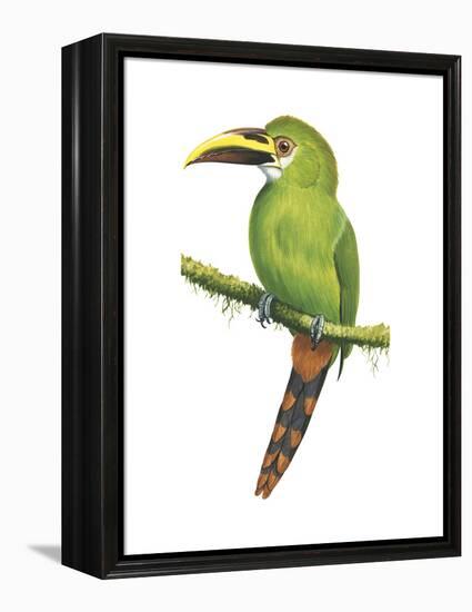 Emerald Toucanet (Aulacorhynchus Prasinus), Birds-Encyclopaedia Britannica-Framed Stretched Canvas