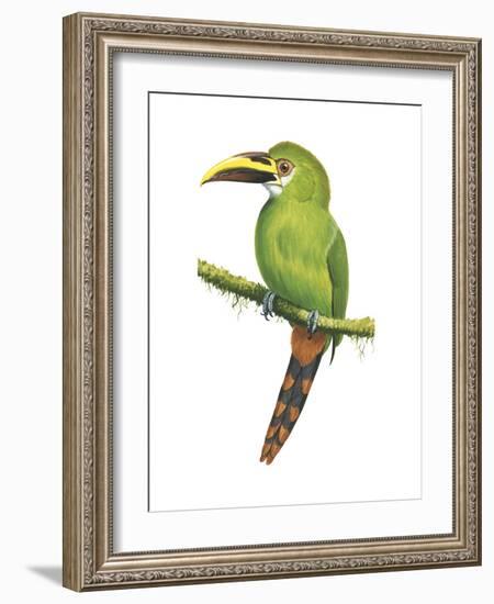 Emerald Toucanet (Aulacorhynchus Prasinus), Birds-Encyclopaedia Britannica-Framed Art Print