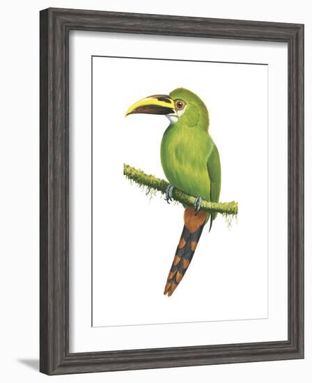 Emerald Toucanet (Aulacorhynchus Prasinus), Birds-Encyclopaedia Britannica-Framed Art Print