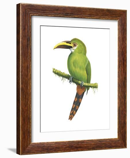 Emerald Toucanet (Aulacorhynchus Prasinus), Birds-Encyclopaedia Britannica-Framed Art Print