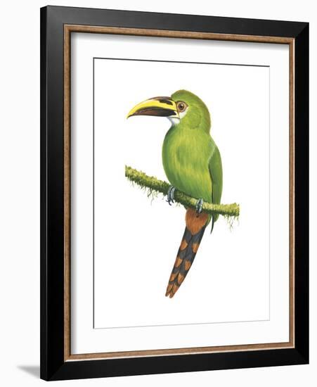 Emerald Toucanet (Aulacorhynchus Prasinus), Birds-Encyclopaedia Britannica-Framed Art Print