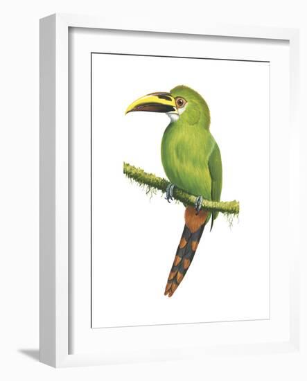 Emerald Toucanet (Aulacorhynchus Prasinus), Birds-Encyclopaedia Britannica-Framed Art Print