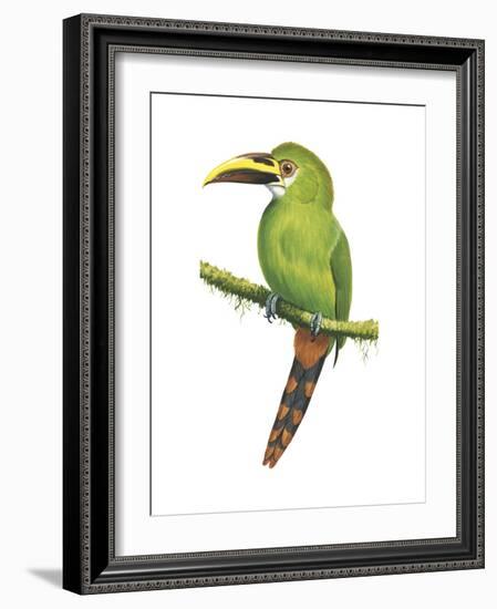 Emerald Toucanet (Aulacorhynchus Prasinus), Birds-Encyclopaedia Britannica-Framed Art Print