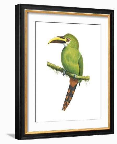 Emerald Toucanet (Aulacorhynchus Prasinus), Birds-Encyclopaedia Britannica-Framed Art Print