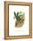 Emerald Toucanet-John Gould-Framed Stretched Canvas