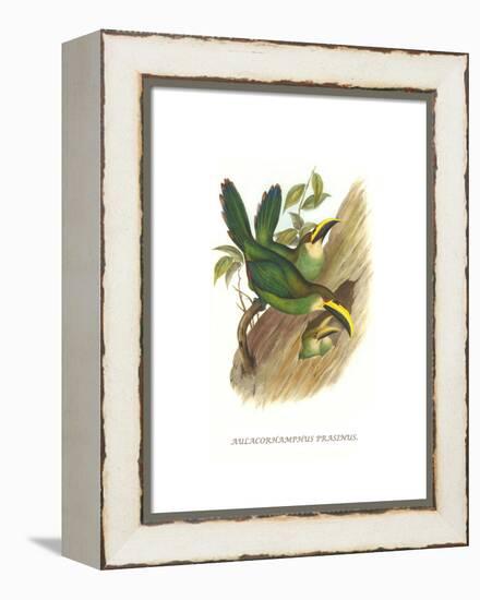 Emerald Toucanet-John Gould-Framed Stretched Canvas