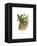 Emerald Toucanet-John Gould-Framed Stretched Canvas