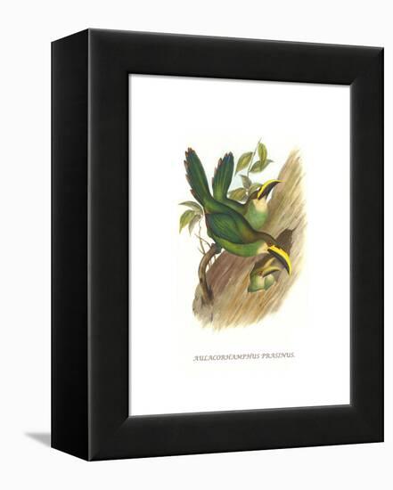 Emerald Toucanet-John Gould-Framed Stretched Canvas