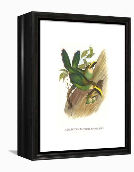 Emerald Toucanet-John Gould-Framed Stretched Canvas