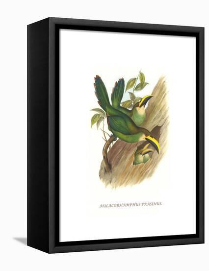 Emerald Toucanet-John Gould-Framed Stretched Canvas