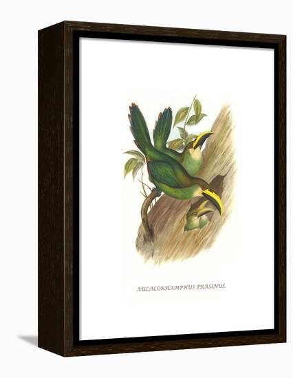 Emerald Toucanet-John Gould-Framed Stretched Canvas