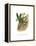 Emerald Toucanet-John Gould-Framed Stretched Canvas