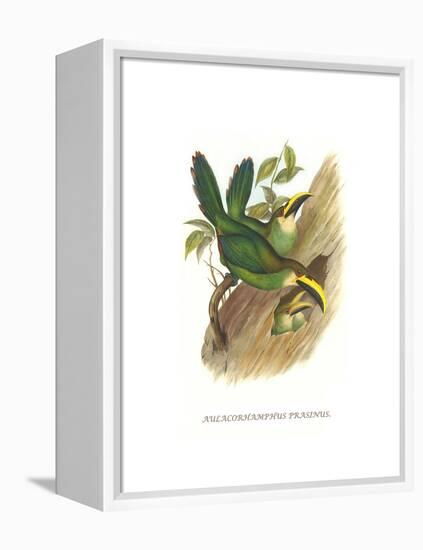 Emerald Toucanet-John Gould-Framed Stretched Canvas