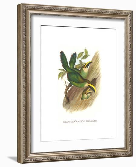 Emerald Toucanet-John Gould-Framed Art Print