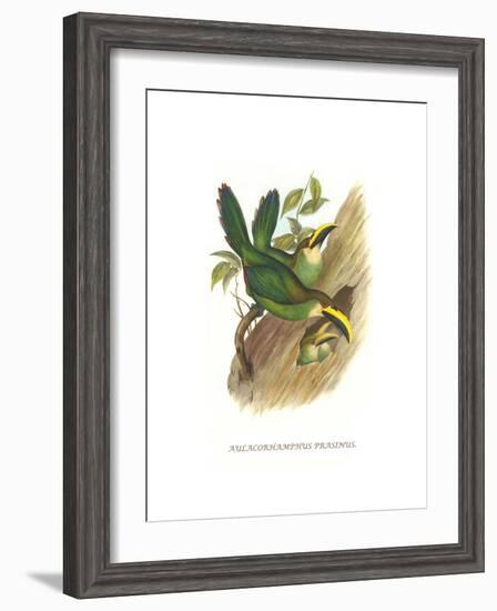 Emerald Toucanet-John Gould-Framed Art Print