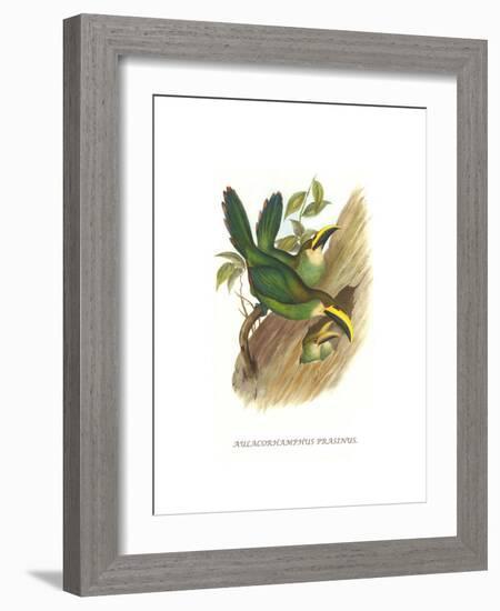 Emerald Toucanet-John Gould-Framed Art Print