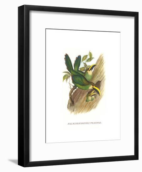 Emerald Toucanet-John Gould-Framed Art Print