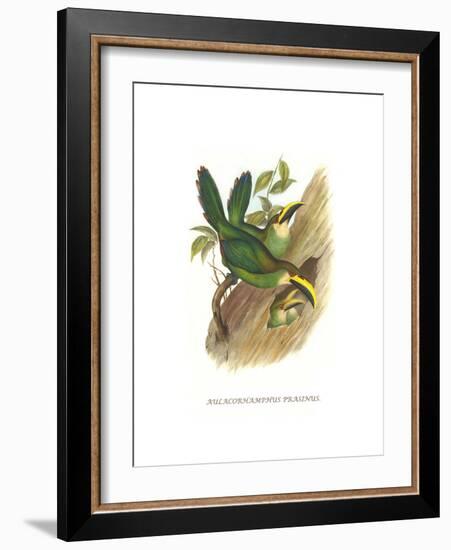 Emerald Toucanet-John Gould-Framed Art Print